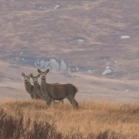 Casa vacanze Heather Cottage,