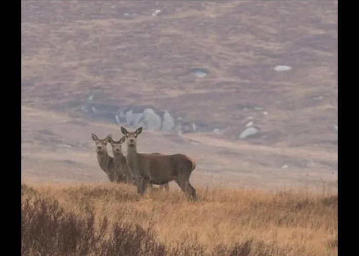 Dom wakacyjny Heather Cottage,